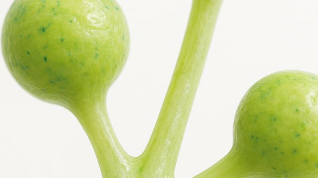 International Forum on the Sustainability of Cultural Institutions